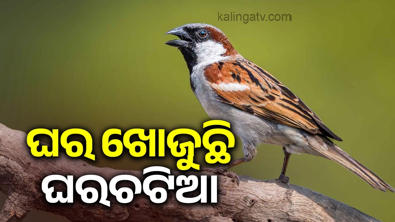 World Sparrow Day: Declining house sparrow population raises concern | Kalinga TV