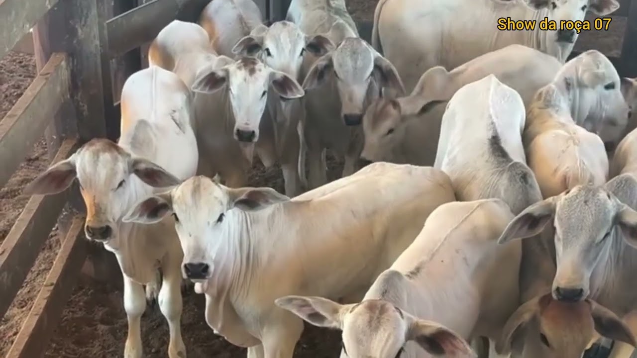 FAZENDA QUE VOCÊ NUNCA VIU 🌴🌳🐄🐃🐃 @ShowDAROCA07 
