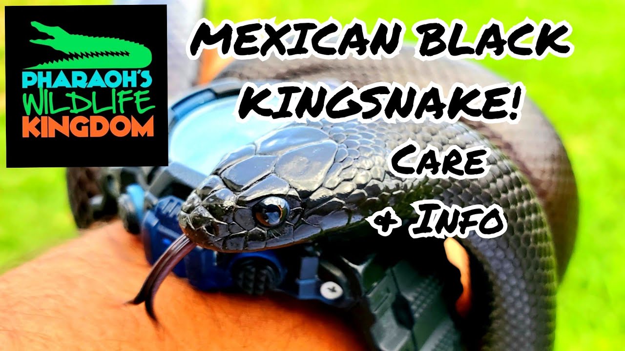 🐍📚MEXICAN BLACK KINGSNAKE:  Care and Info with Pharaoh Gayles (P.W.K. Season 1 Episode 1)🐍