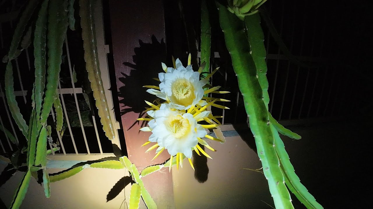 Dragon Fruit From Bud to Bloom
