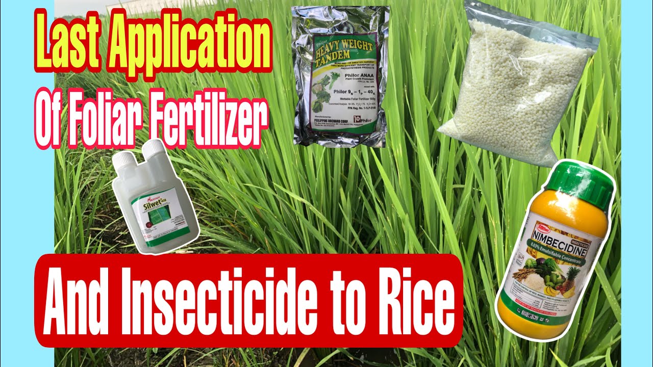 THE LAST APPLICATION OF FOLIAR FERTILIZER AND INSECTICIDE TO RICE
