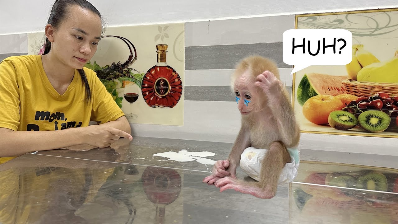 Baby Monkey Sunny Teary Eyed After Mom Scolds – What Happened