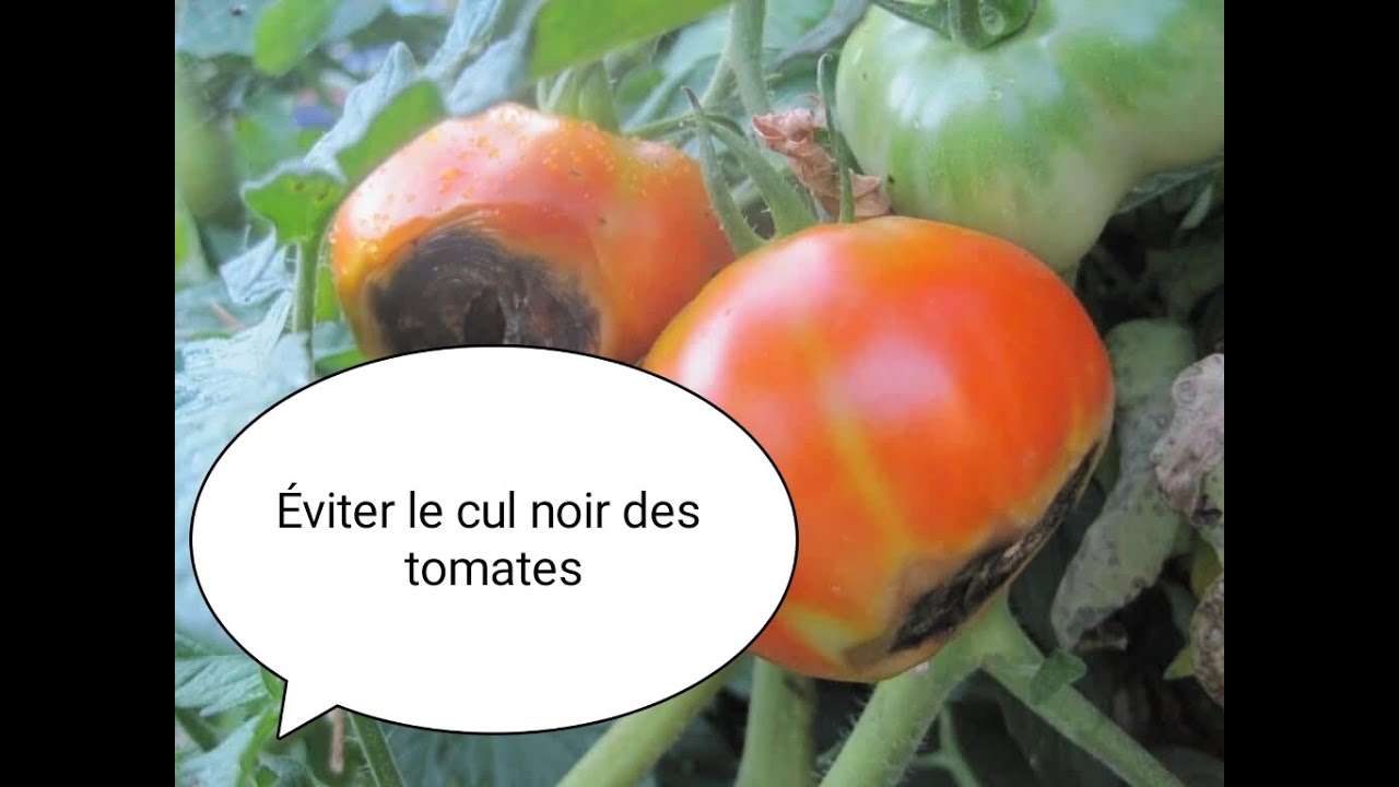 Éviter le cul noir des tomates
