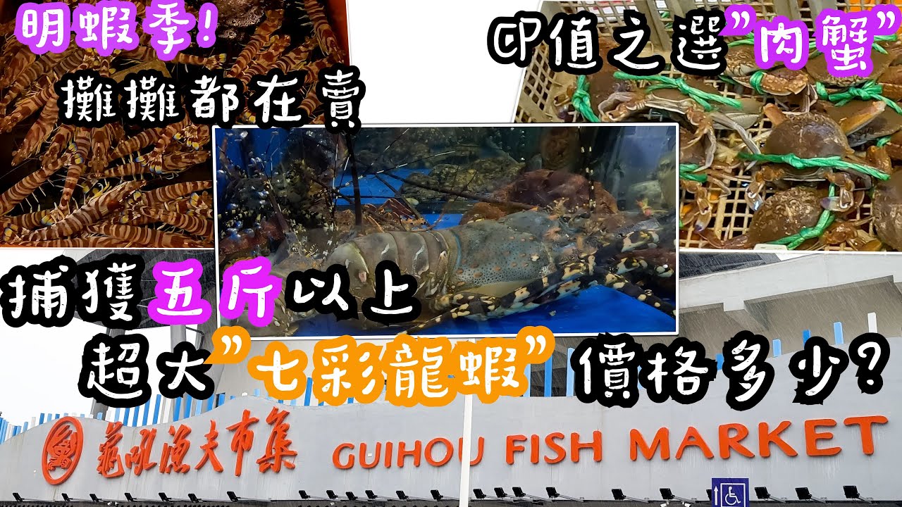 【龜吼漁港】10幾年首見！捕獲「5斤以上」巨大七彩龍蝦！老闆：第一次遇到... | CP值之選肉蟹 | 明蝦季開跑怎麼每攤都在賣？