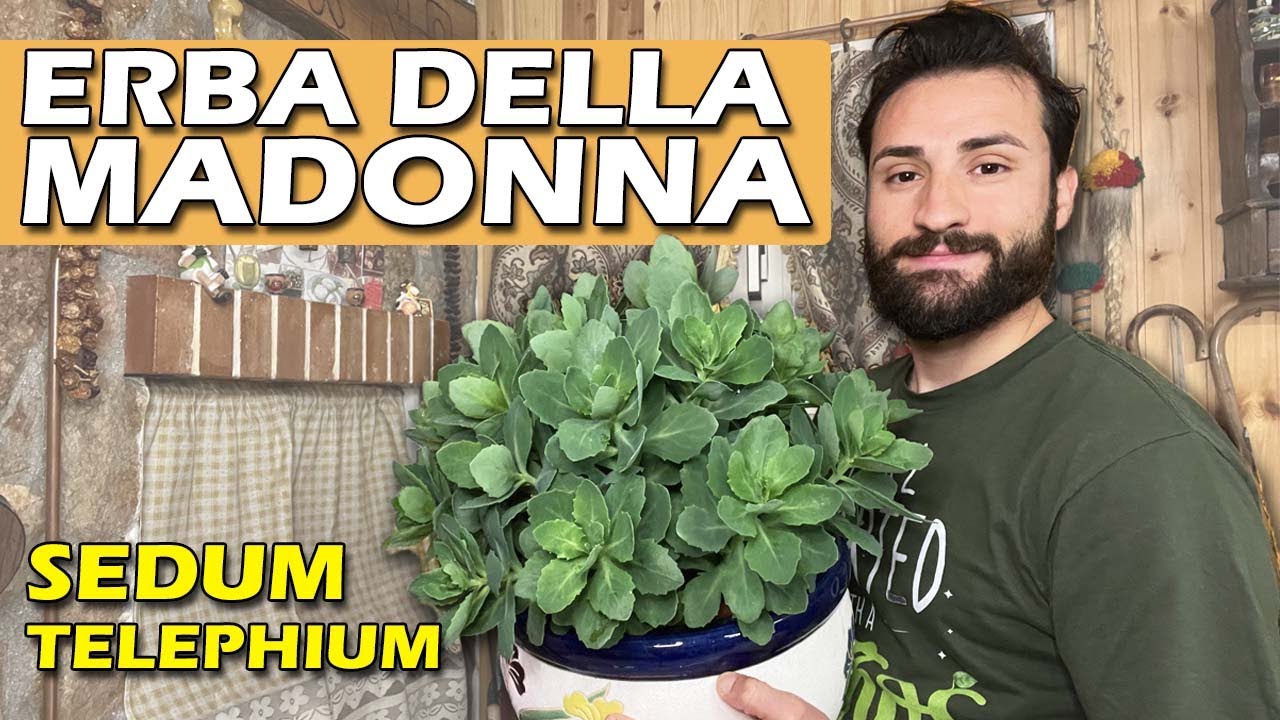 ERBA DELLA MADONNA, pianta curativa - sedum telephium