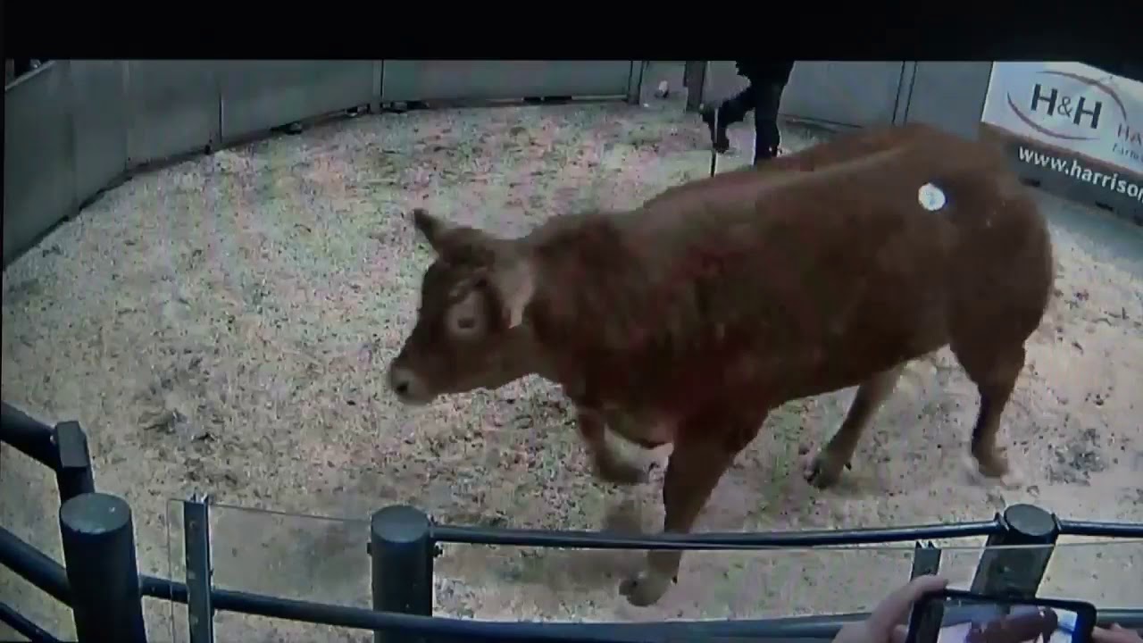 20210129131636  Lot 31 WILODGE POSHSPICE  250000gns new world record