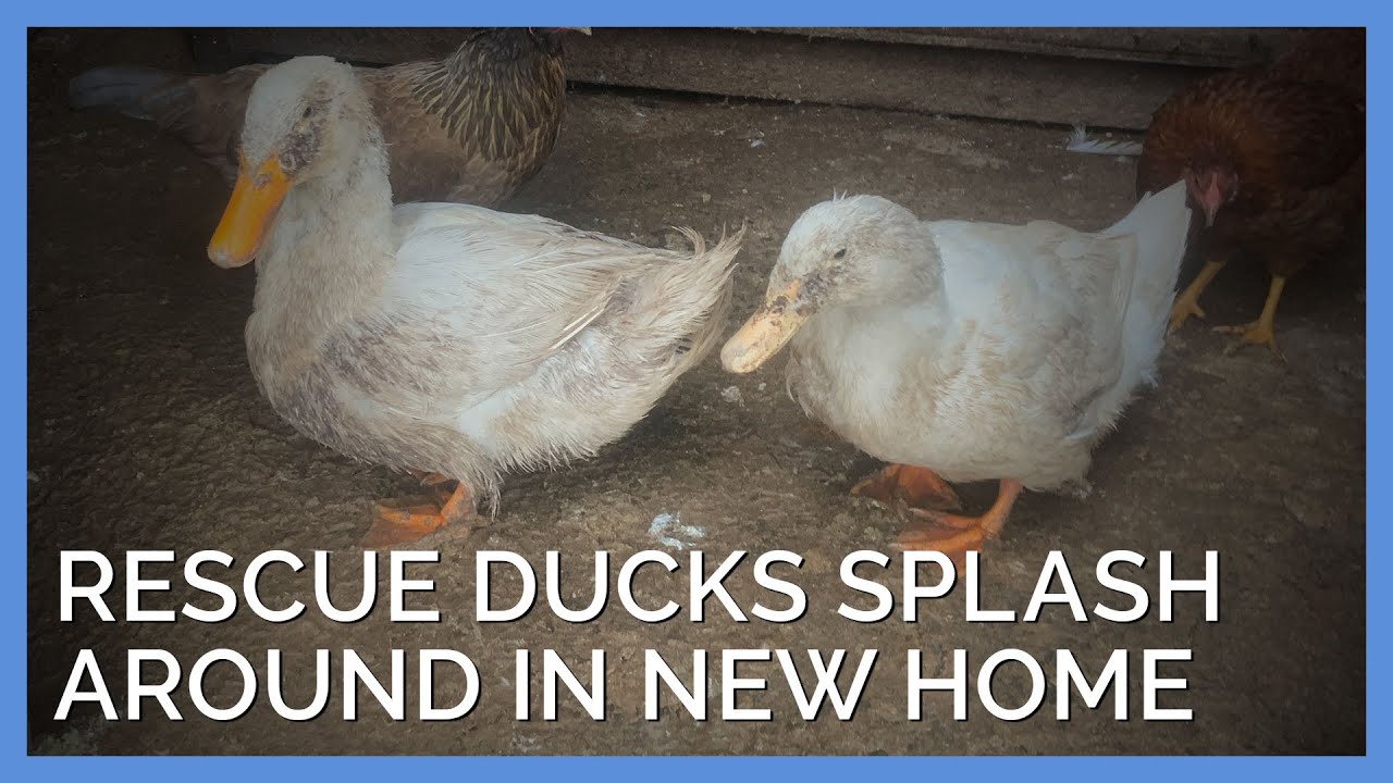 Rescue Ducks Happily Splash Around in New Home