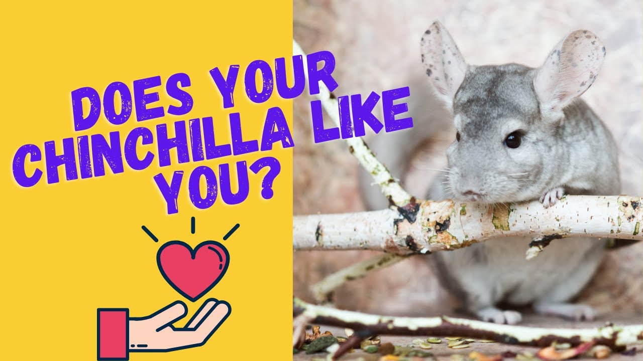 Does Your Chinchilla Like You? +7 Ways To Know For Sure
