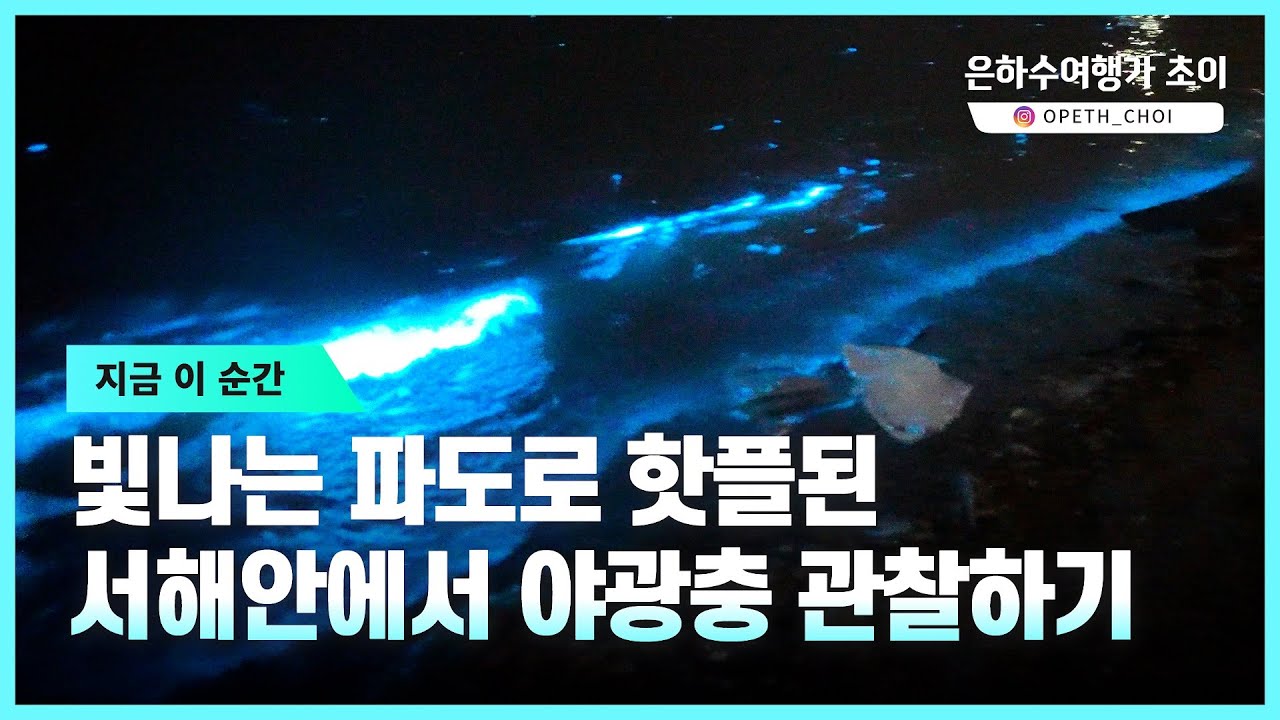 빛나는 바다의 은하수, 서해안 야광충 관찰