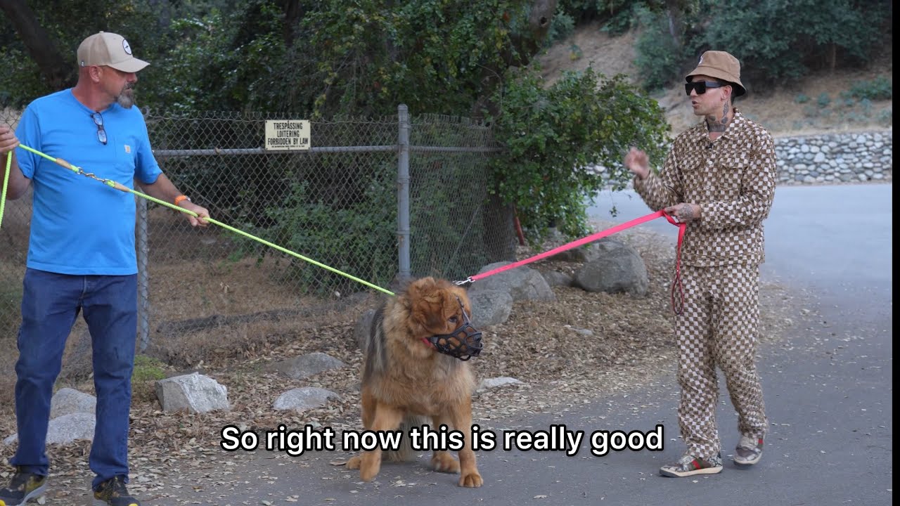 Angry 200 lb Mastiff Gets Petted For First Time. Training Part 2