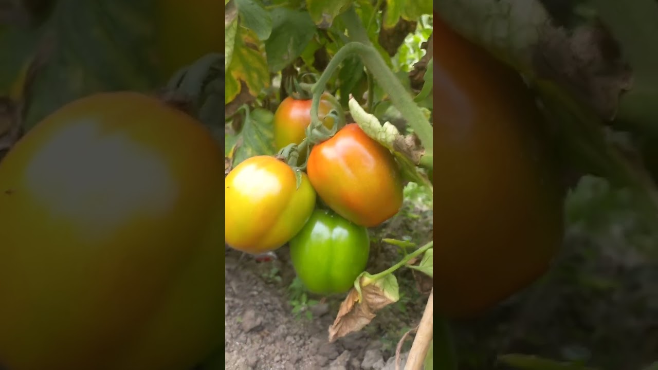 কীর্তিমান টমেটো_ রেজাল্ট শেয়ারিং _ কুমিল্লা। আগাম টমেটোর জাত : অসাধারণ সাইজ ও ফলনে সেরা জাত । 