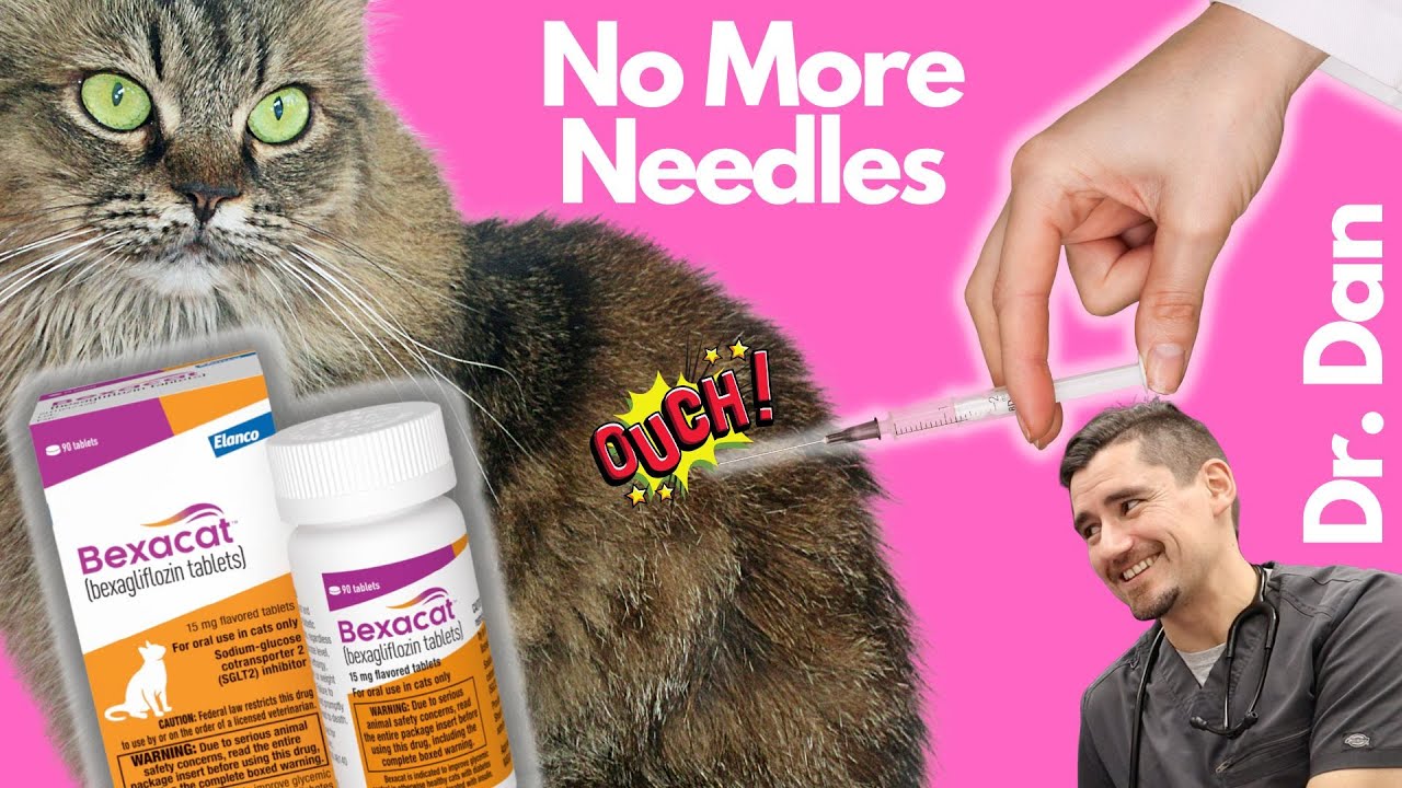 New!  Treat Cat Diabetes with a Pill.  No more insulin needles with Bexacat!