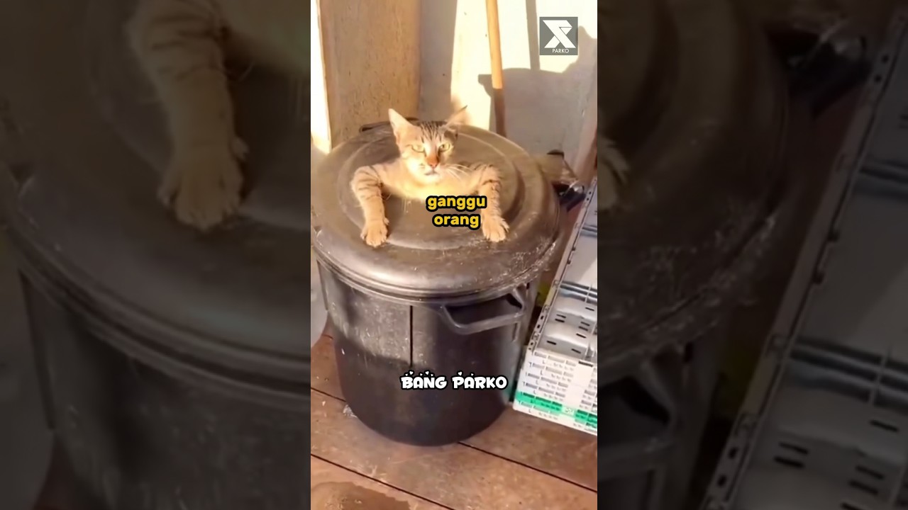 Kucing digrebek - Dubbing hewan lucu #dubbing #dubbingvideo #dubbinghewan