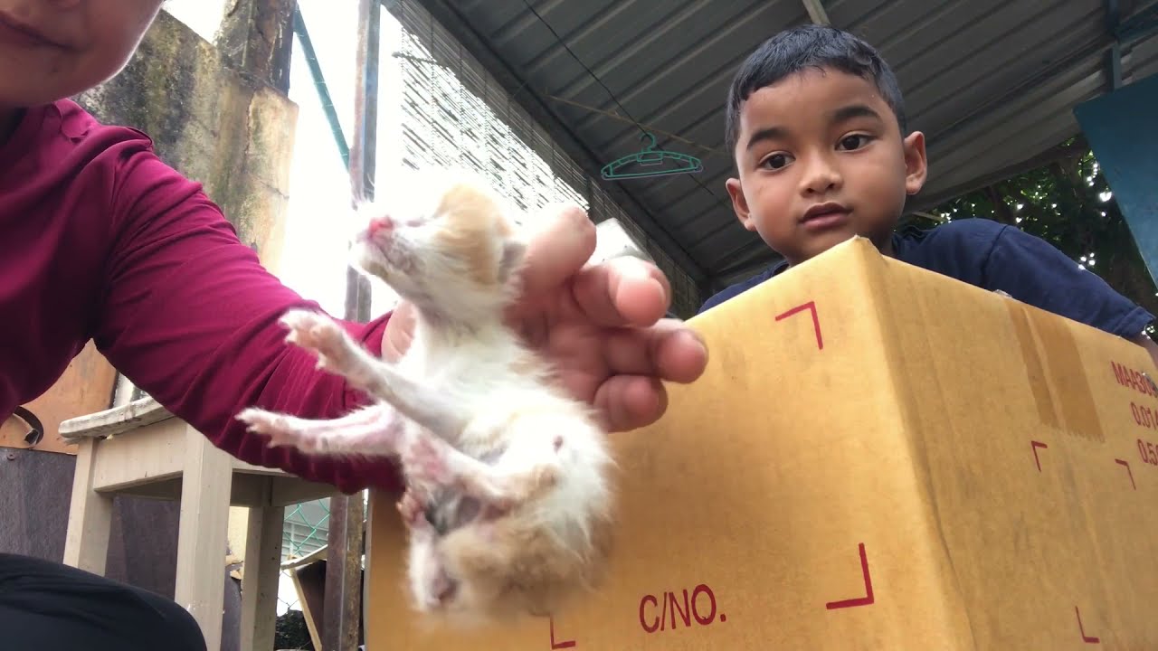 Abandoned Kittens - Animal Rescue