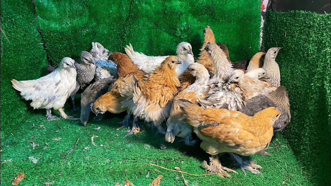 Gà H’Mông Bản Địa về với anh Trung ở Nha Trang - Khánh Hòa nuôi bảo tồn 
