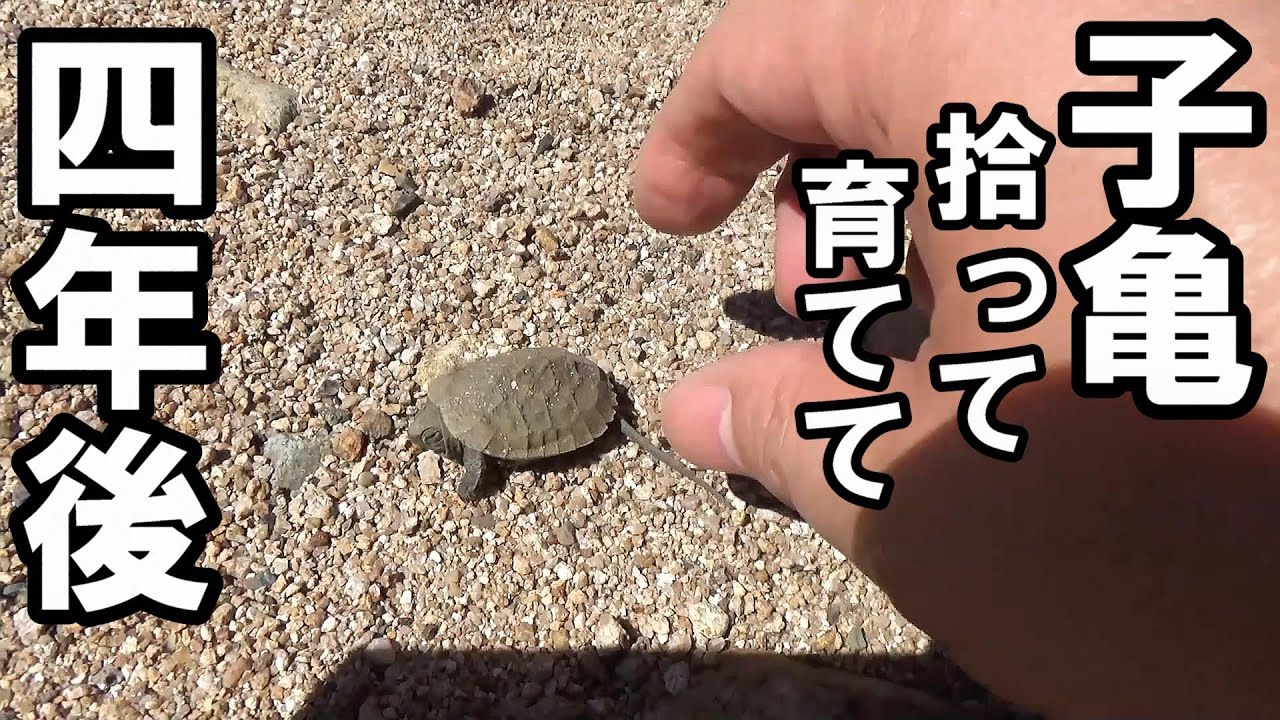川で拾った子亀、4年で巨大に！【冬の亀水槽60㎝！】　