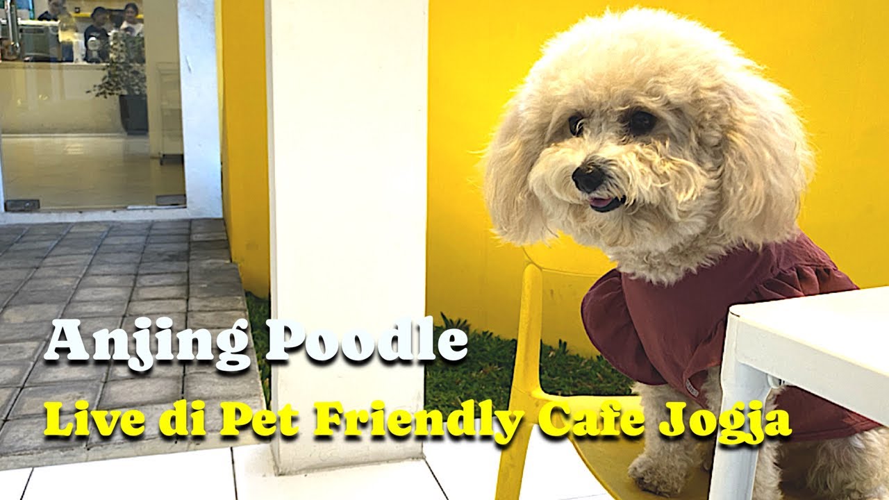 ANJING POODLE LUCU LIVE DI PET FRIENDLY CAFE #anjinglucu #anjingpoodle #funnyanimals