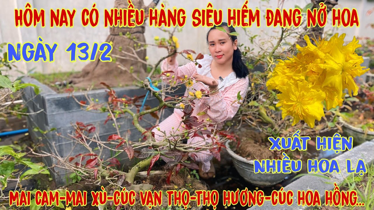 13-2☎️0706938527 Quế Anh ☎️🌳Mai Vàng Chơi Tết Giá Rẻ🌳cúc siêu nụ-giảo cam-cúc huyết long-sbsg🌳