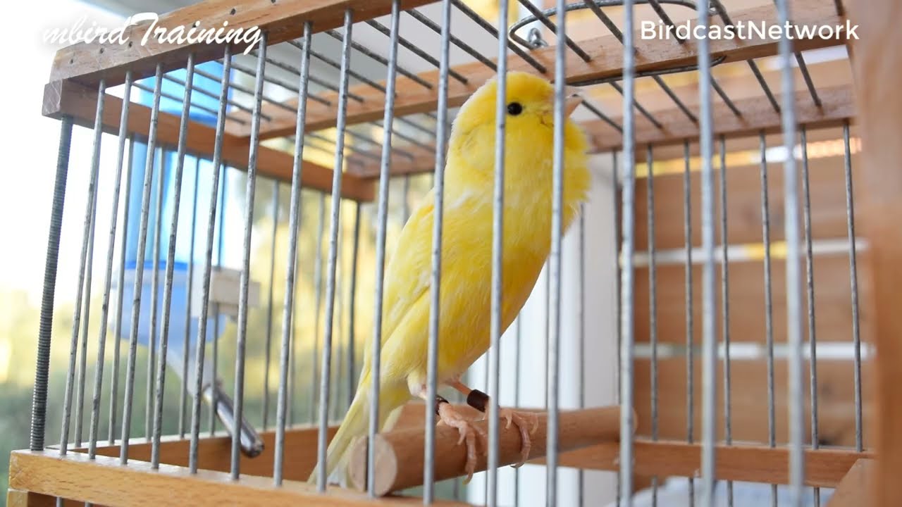 Top Training Canary – Exclusive Feature from mbirdTraining