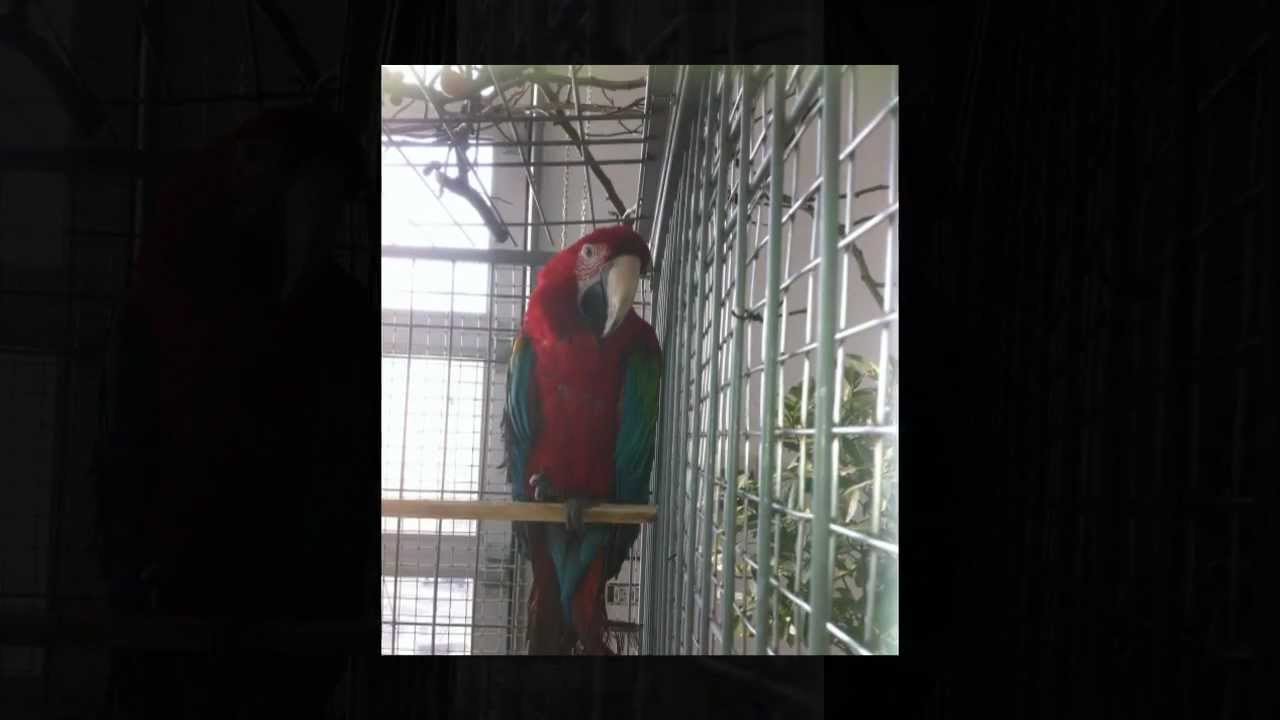 MANELE 2012 By STEFUTZ.wmv