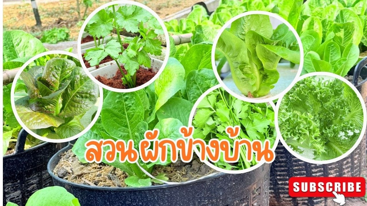 สวนผักข้างบ้าน  #ปลูกผักสวนครัว #เกษตรอินทรีย์ #ผักไฮโดรโปนิกส์ #ปลูกผักกินเอง
