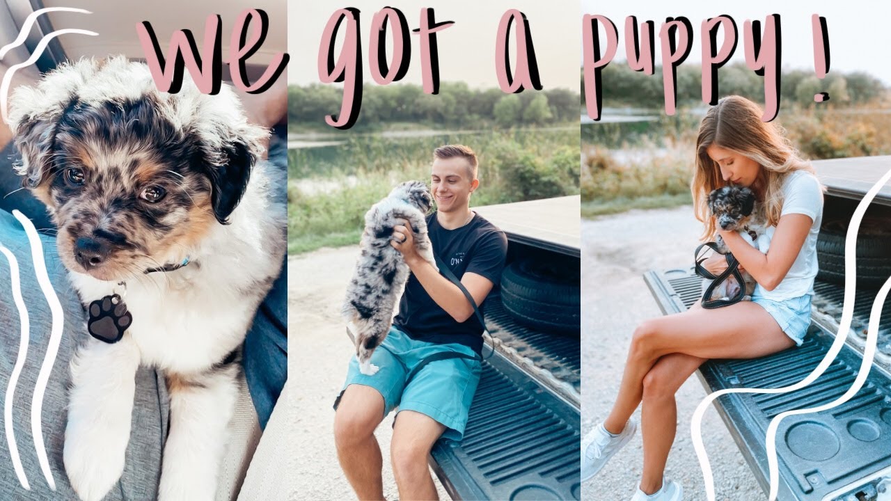 I GOT A PUPPY! BRINGING HOME OUR NEW 8-WEEK OLD MINI AUSSIE PUPPY!