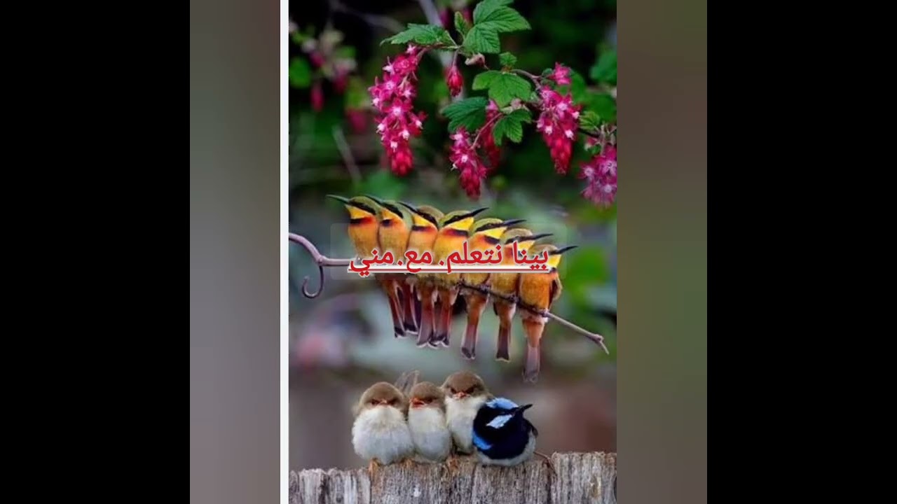 فضيله الشيخ هشام ابن فواد البيلي 🌹
