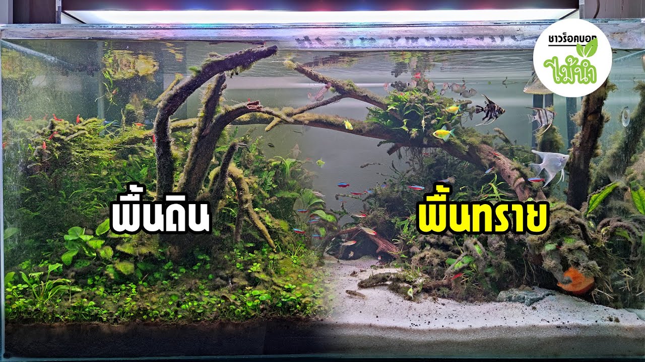 เปลี่ยนพื้นดินเป็นพื้นทราย เพื่อให้ตู้ดูสว่างขึ้น | ชาวร็อคบอกไม้น้ำ