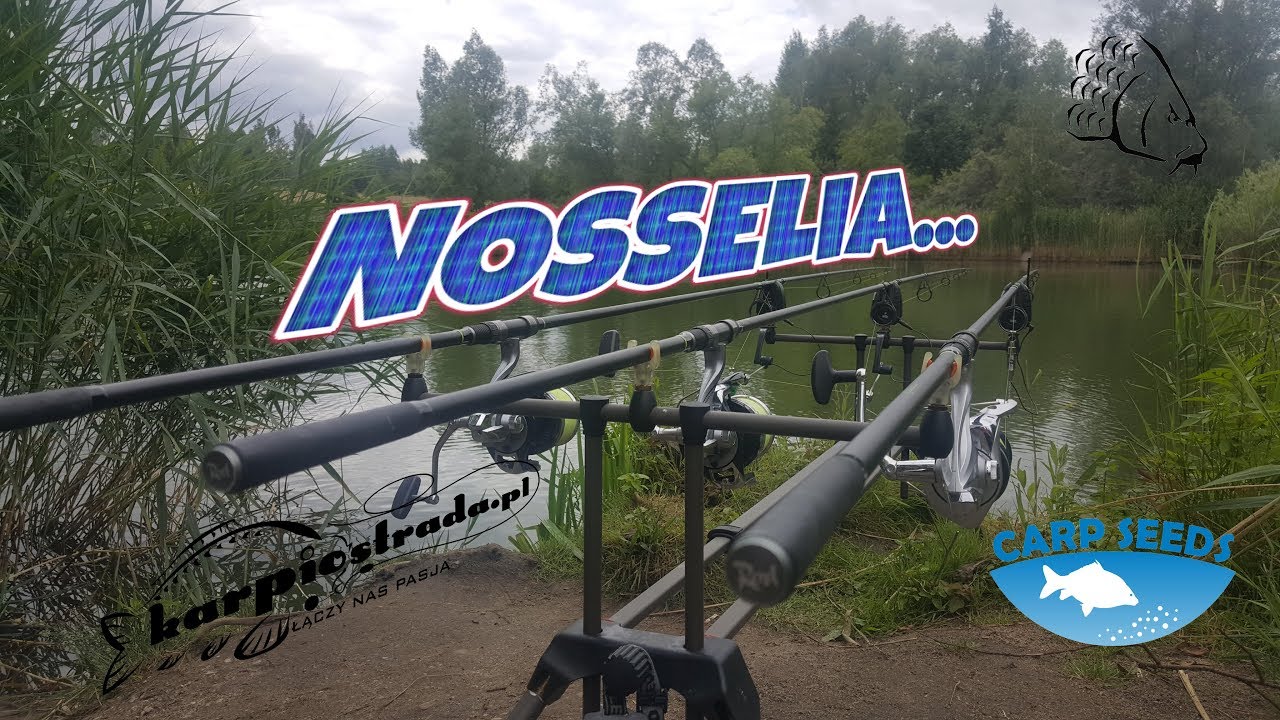 Letnie karpie i amury ze żwirowni....