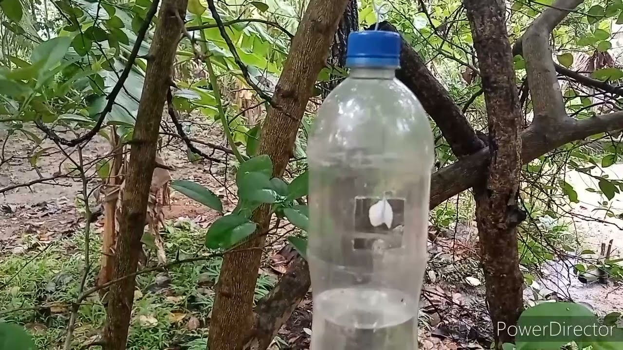 Insect peramone Trap (  කෘමි පෙරමෝන උගුල )