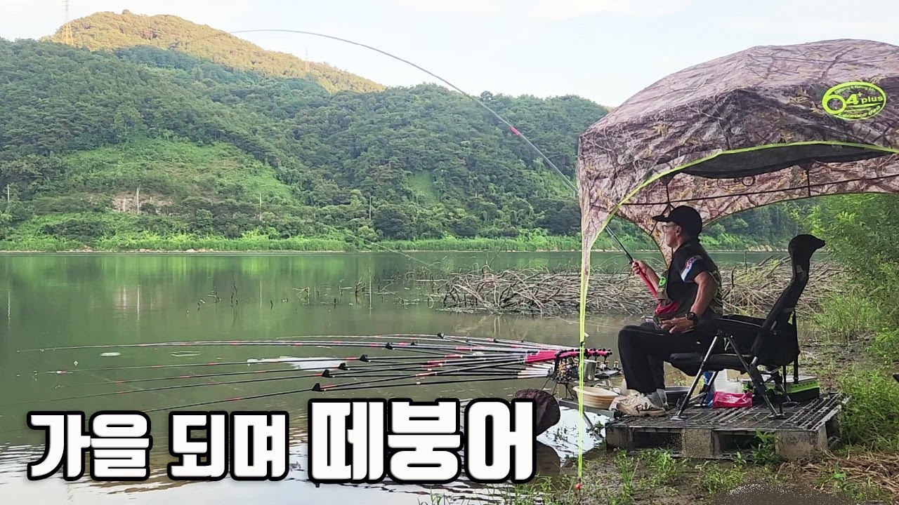 충주호, 부사호, 아산호 호조황 #붕어낚시