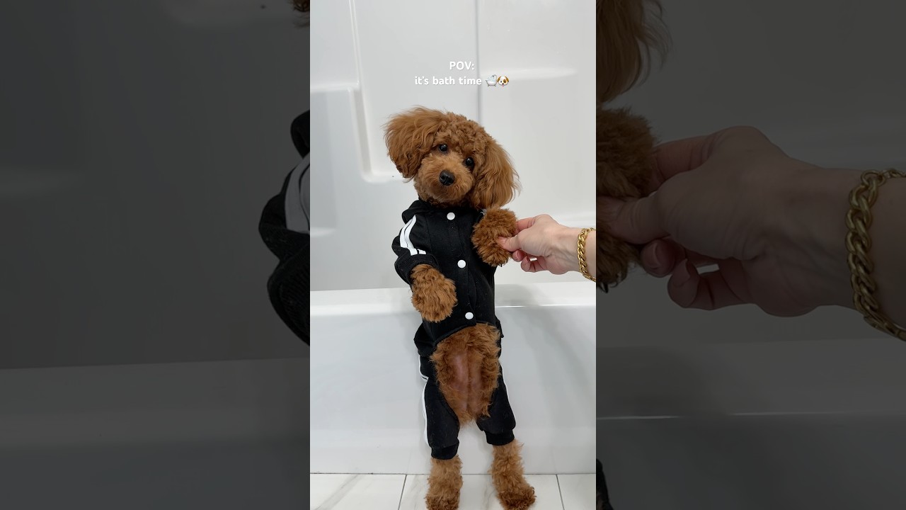 it&rsquo;s Tia&rsquo;s bath time! #puppy #dog #poodle #bathtime #shorts #funnydog