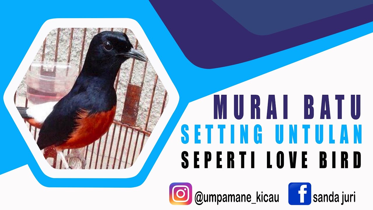 ORA UMUM‼️murai batu setting untulan kayak love bird