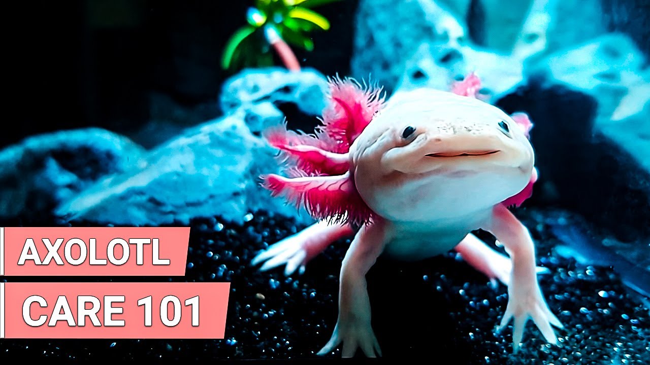 How Axolotls Make Great Pets | Axolotls Care Guide