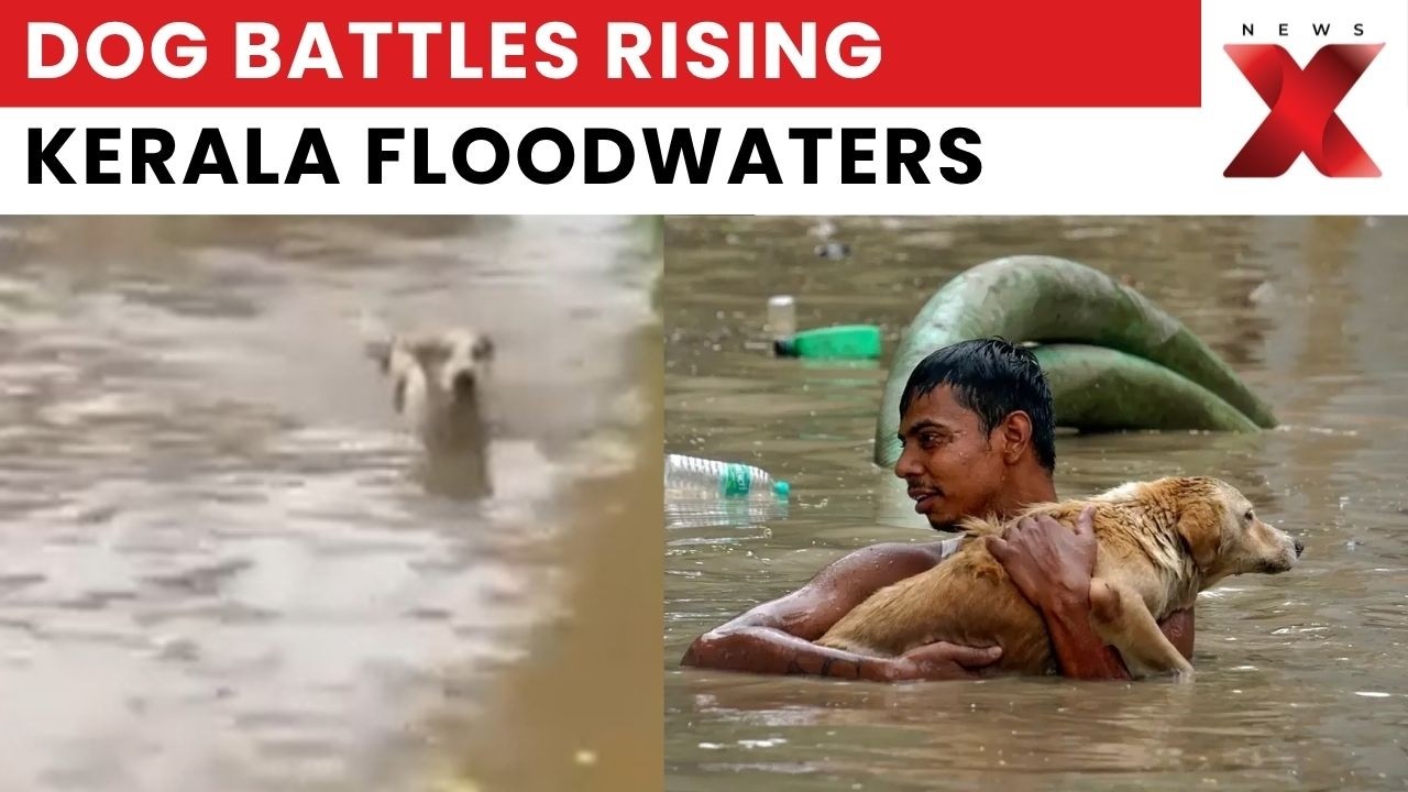 Kerala Flood Alert: Heartbreaking Dog Visual Emerges From Flood-Hit Alappuzha | NewsX