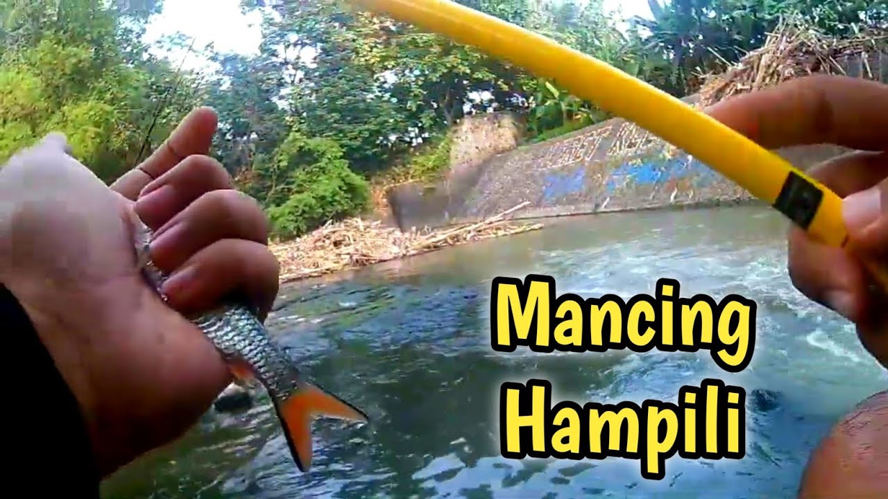 Mancing Hampala Pagi Hari Di Kota Solo