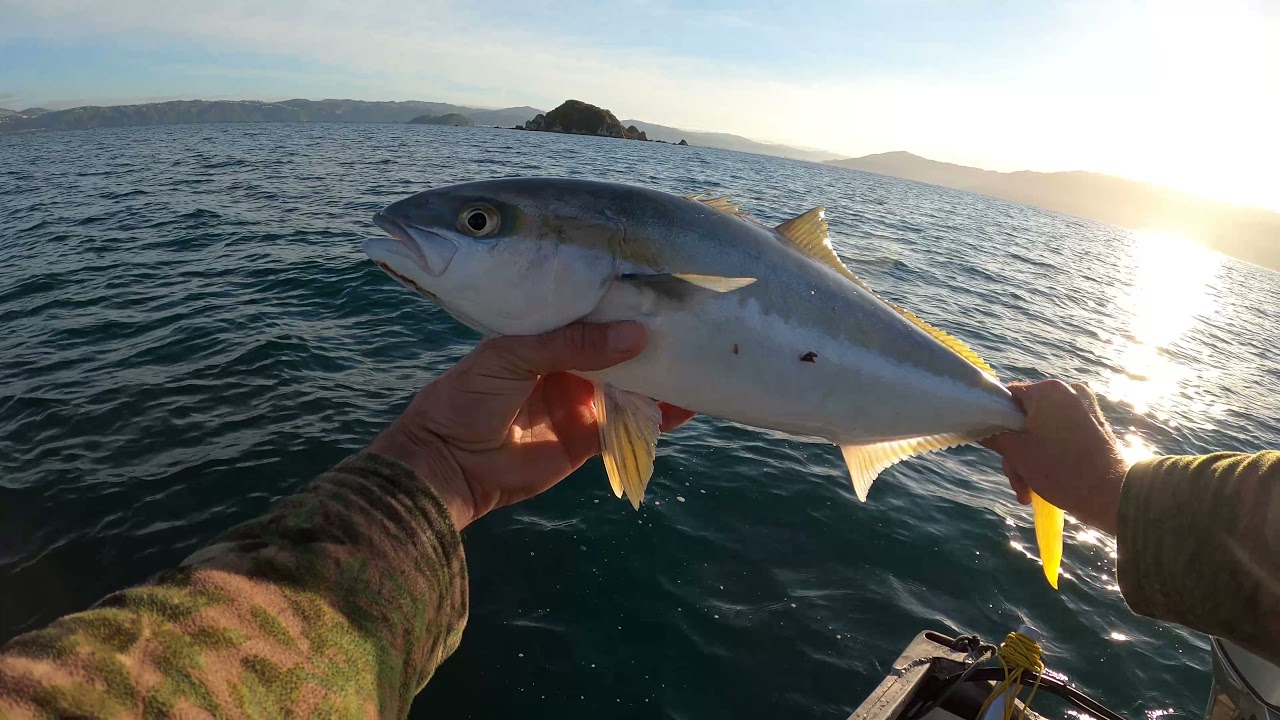 softbaiting and lure fishing wellington harbour nz ep4