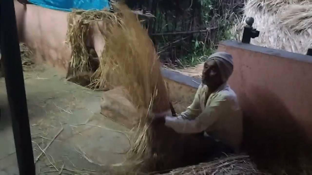 🌾🌾भात झोडणी कोकण - खेड चिंचघर वेताळवाडी 🌾🌾