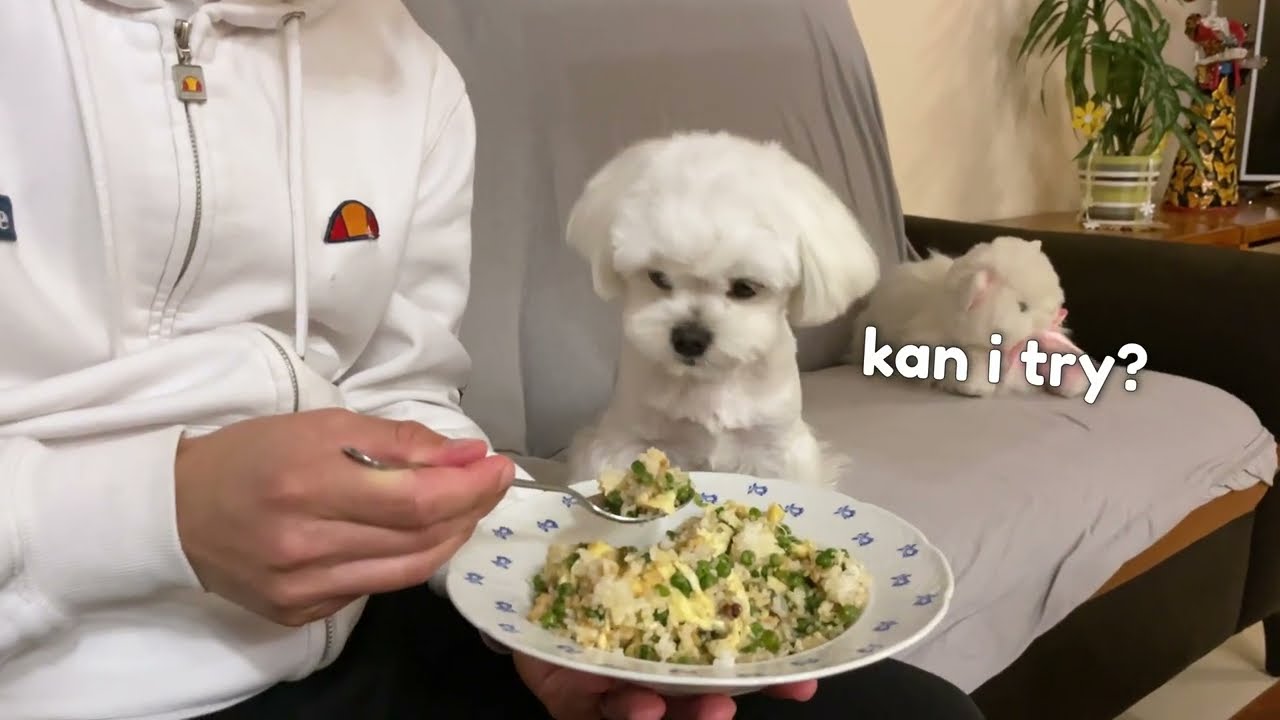 Maltese dog tried to eat my dinner, but it was vegetarian 🤣
