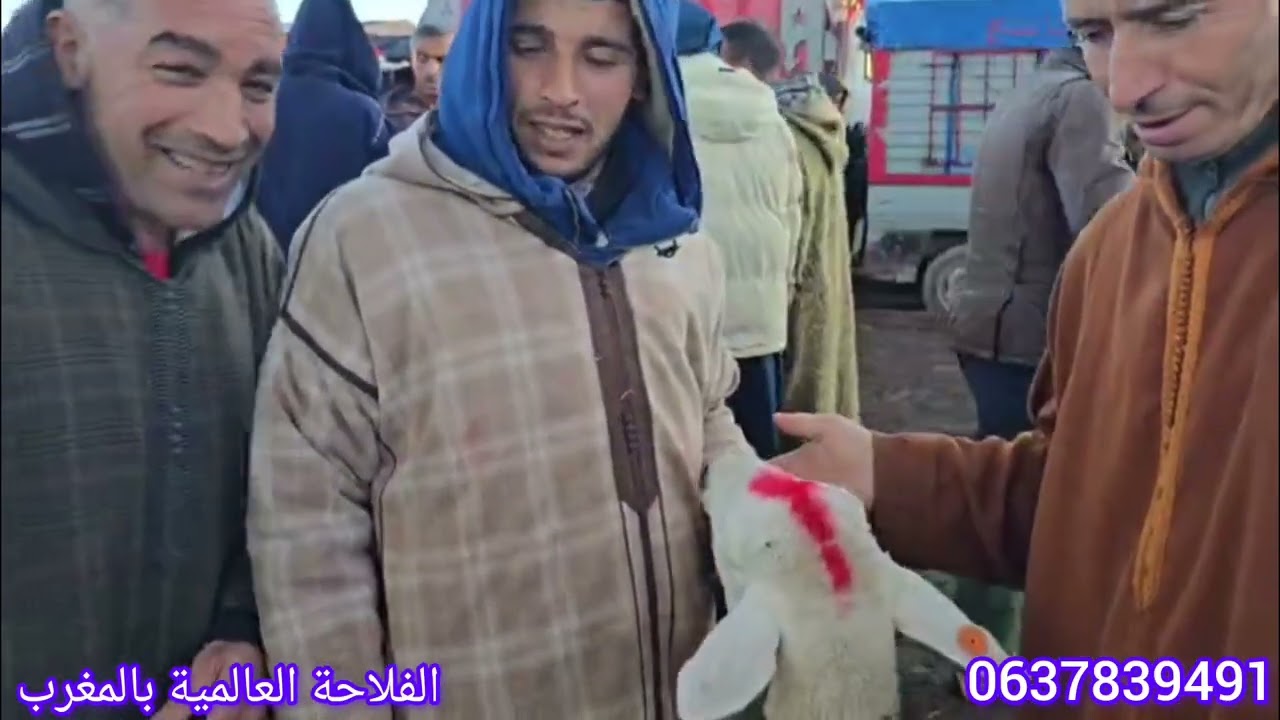 مباشرة من سوق الخميس سيدي حجاج ولاد مراح بتاريخ 12/2/2026