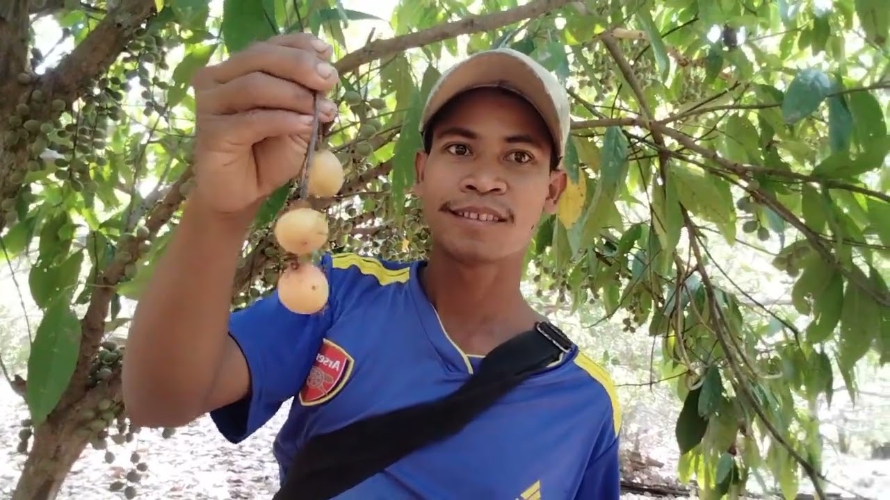 ថ្ងៃនេះមកមើលចម្ការចន្ទីម្ដងហើយបងៗ @rosrinkh