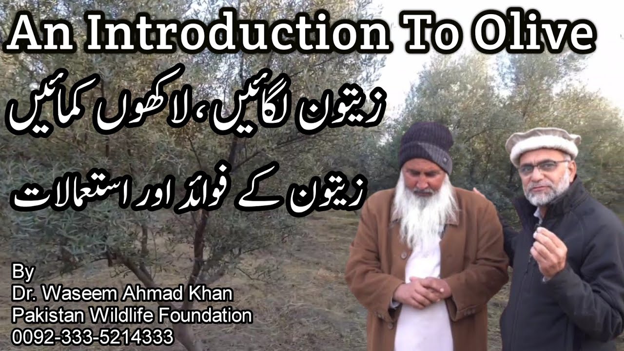 Zaitoon Ka Taruf | Olive Oil Business Idea  |Benefits of Olive Oil | Pakistan Olive Farming