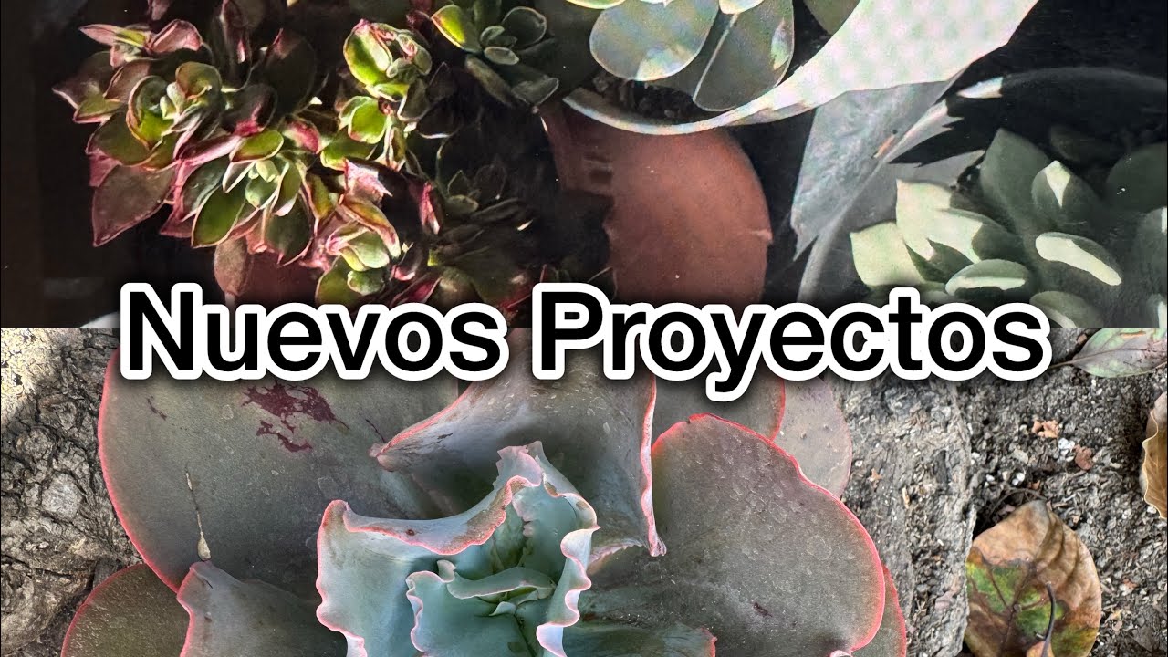 Nuevos Proyectos Con Mis Suculentas