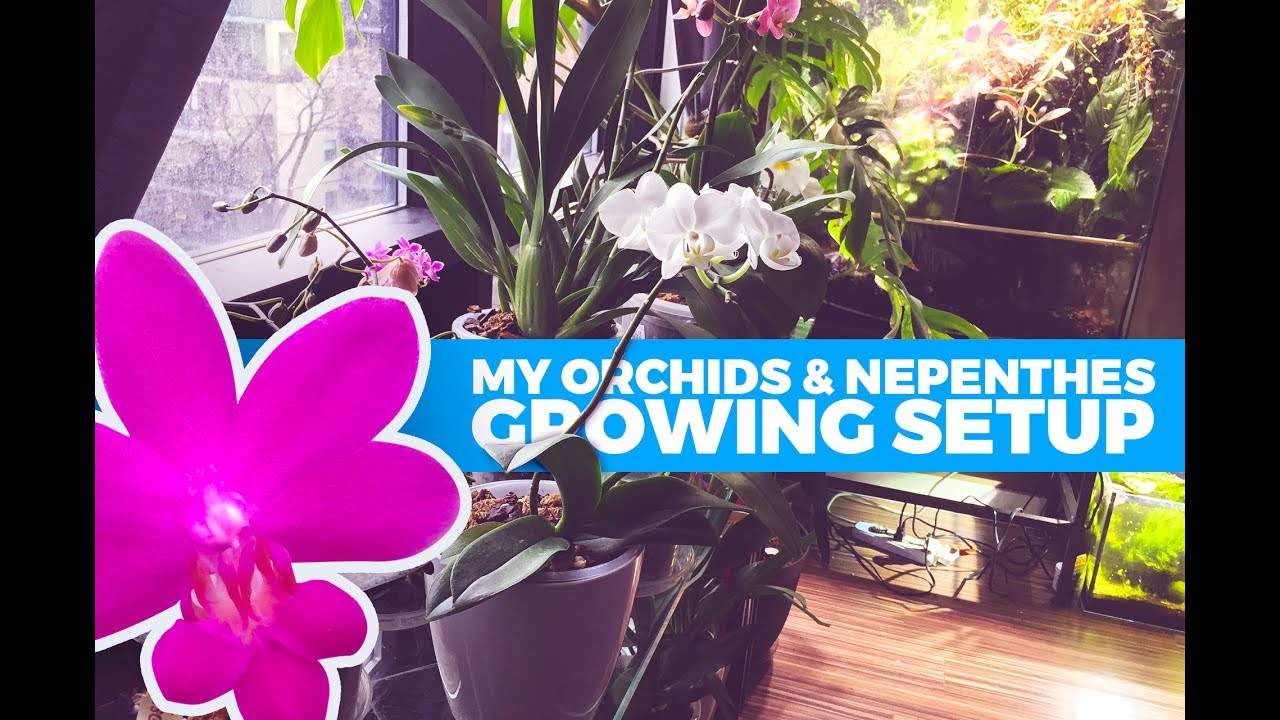 Windowsill Orchids and Terrarium Nepenthes: A Tour of My Growing Area