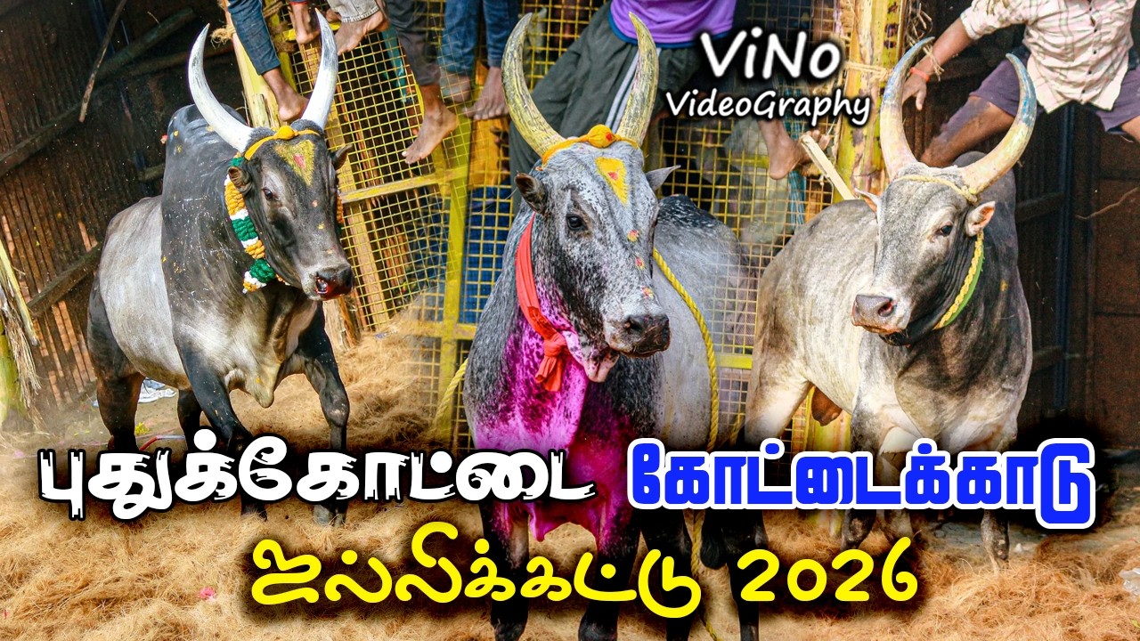 புதுக்கோட்டை கோட்டைக்காடு  ஜல்லிக்கட்டு 2026 | Pudukkotai Kottaikadu Jallikattu 2026 🔴 ViNo Video 🔴