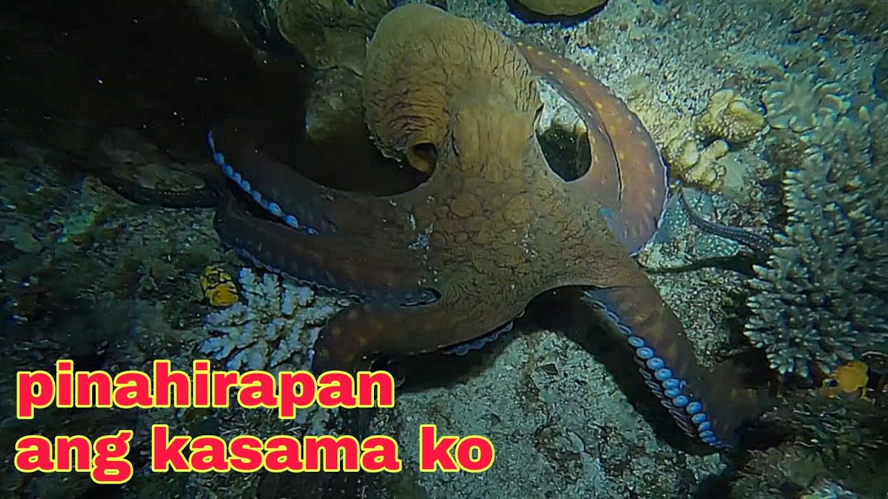 ep573 dive2 malaking pogeta pinahirapan ang kasama ko