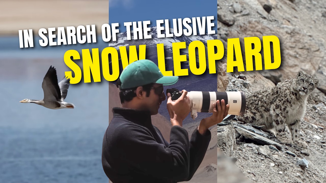 The Guardians of the High Winds | Coexisting with the Snow Leopard | Akash Mehta