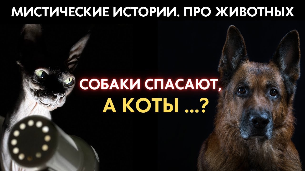 МИСТИЧЕСКИЕ ИСТОРИИ #09: после этого выпуска, вы иначе посмотрите на своих питомцев | Живой голос