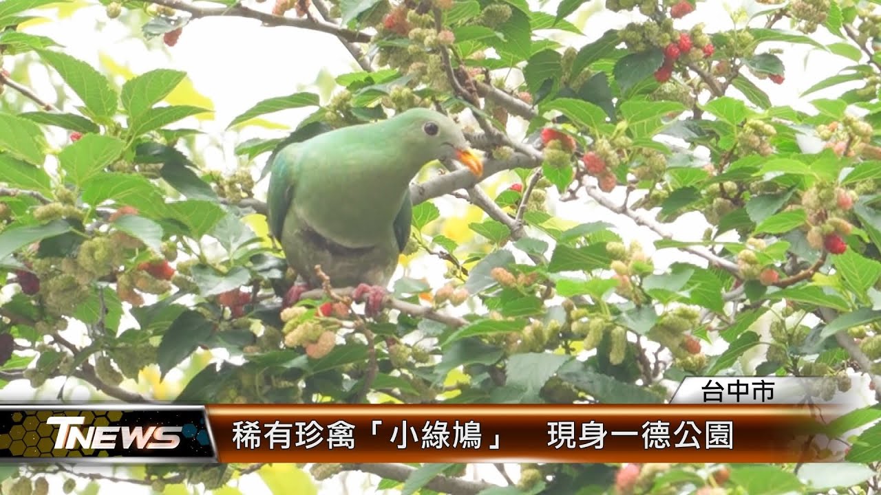 稀有珍禽「小綠鳩」  現身一德公園 │T-NEWS聯播網