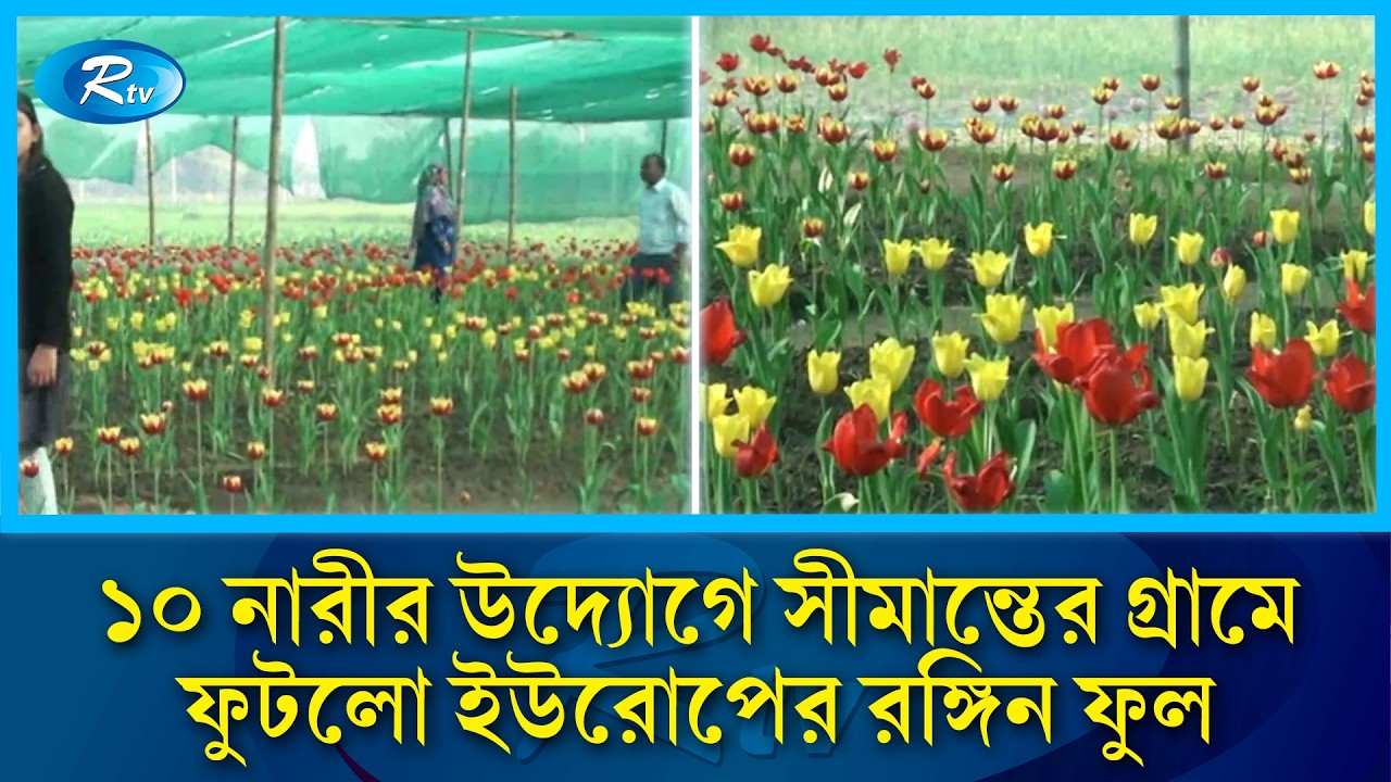 ১০ নারীর উদ্যোগে সীমান্তের মাটিতে ২০ হাজার টিউলিপ | Tulip | Rtv News
